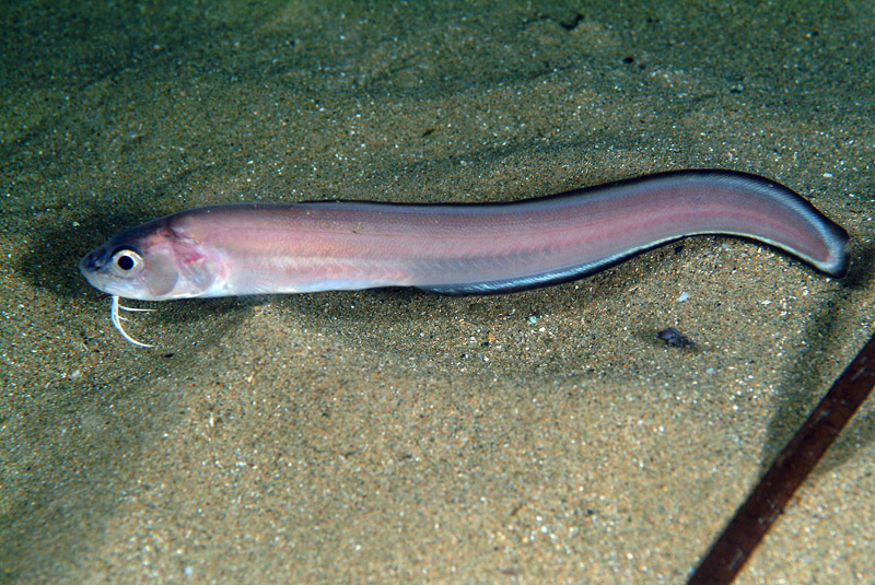 Ophidion barbatum